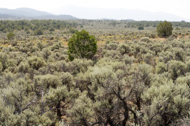 Sagebrush nm sangre de cristo Dağları çöl