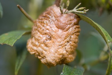 peygamber devesi yumurta case ootheca, köpük makro