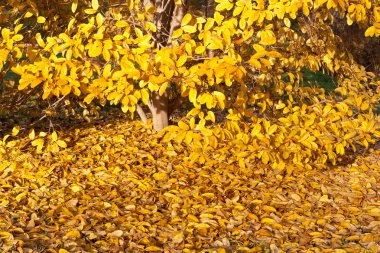 Yellow Leaves Falling Star Magnolia Tree in Autumn clipart