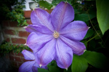 Purple Clematis Flower on Vine, Vignette clipart