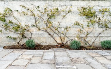 Rose Bush Trained Stone Wall Flagstone Foreground clipart