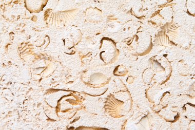 Full Frame Limestone with Embedded Fossils clipart