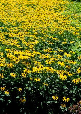 volledige frame gebied van bruin zwarte eyed susan bloemen geel