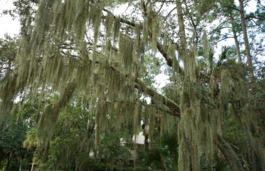 İspanyol yosun asılı canlı meşe, hilton head, Güney carolina