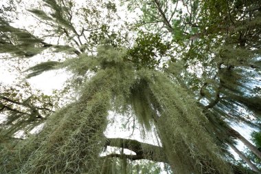 Spanish Moss Hanging From Tree Wide Angle Lens clipart