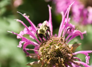 Bumble Bee Pollinating Pink Bee Balm Flower Genus Monarda clipart
