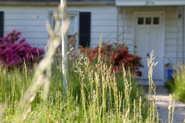 Long Grass Outside Abandoned Cape Cod Single Family Home Marylan clipart