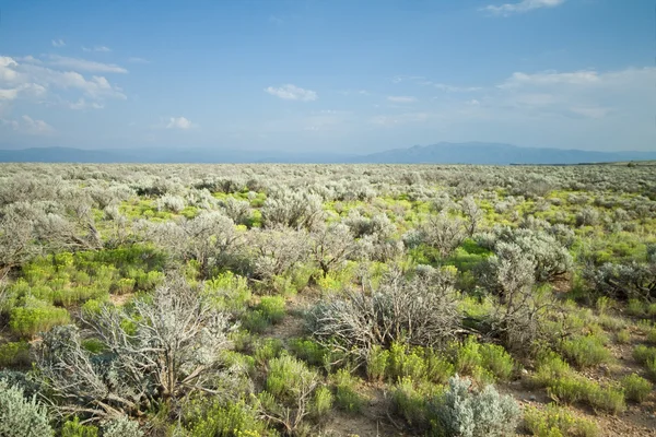 高沙漠鼠尾草刷北中央新墨西哥广角 — 图库照片