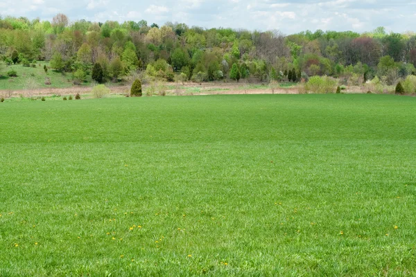 stock image Grassy Green Field Dandelions Tree Line Distance