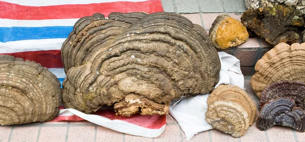 Strom houby houby potravin na trh guangzhou Čína — Stock fotografie
