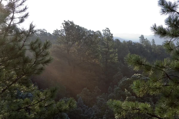 Sunrise in a New Mexico Pine Forest — Stock Photo, Image