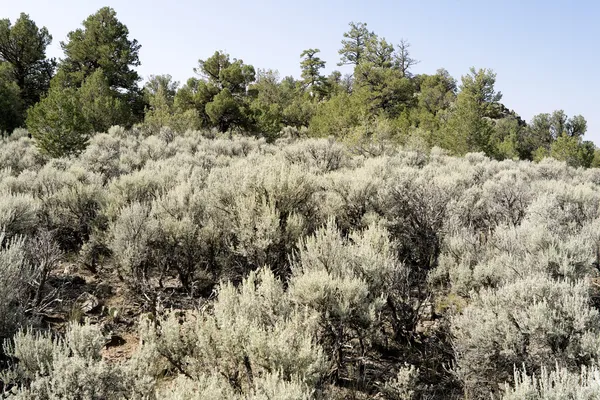Sagebrush Outside Taos, New Mexico, USA — Stock Photo, Image