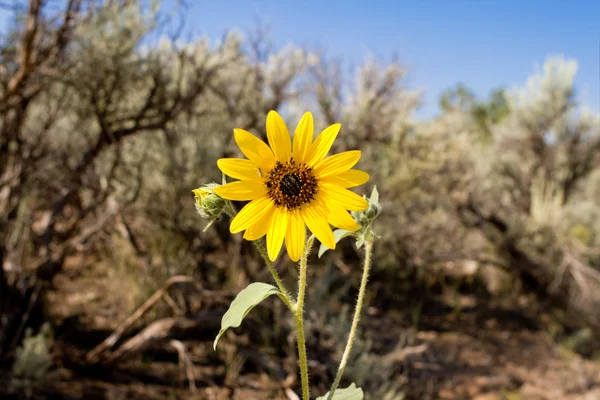 向日葵向日葵 laetiflorus 山艾树沙漠 — 图库照片