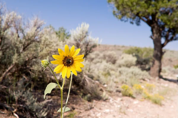 Helianthus Girassol Sagebrush Deserto Novo México — Fotografia de Stock