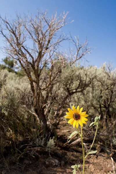 Napraforgó-Helianthus sagebrush új-mexikói sivatagban — Stock Fotó