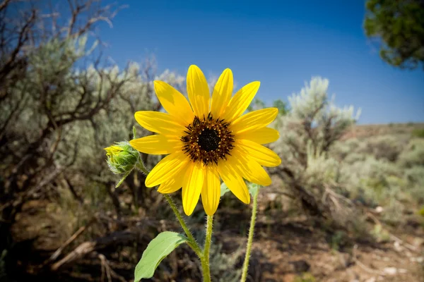 Sunflower Helianthus Laetiflorus New Mexico USA — Stock Photo, Image