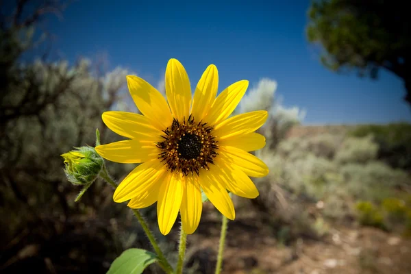 Sunflower Helianthus Laetiflorus New Mexico USA — Stock Photo, Image