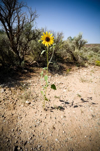 向日葵向日葵山艾树新墨西哥沙漠 — 图库照片
