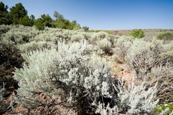 在美国新墨西哥州沙漠中的山坡山艾树 — 图库照片