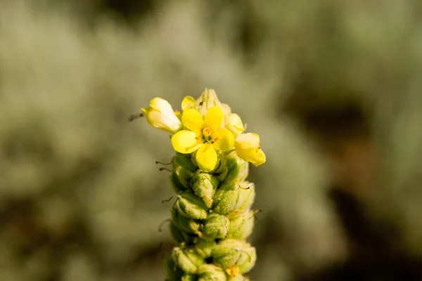 Closeup de uma Flor Amarela Mulleína Comum — Fotografia de Stock