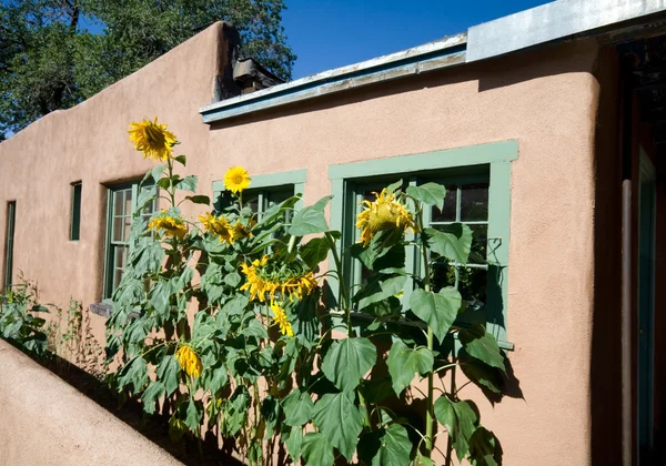 Sunflower Row Along Adobe House Santa Fe, New Mexico. — Stock Photo, Image