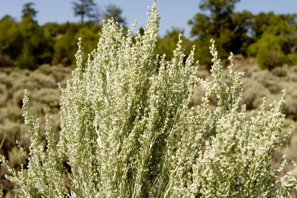 Srebrny zbliżenie zielony sagebrush wysokiego pustyni nm, Stany Zjednoczone Ameryki — Zdjęcie stockowe