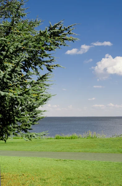 Path and Tree in Front of Chesapeake Bay — Stock Photo, Image