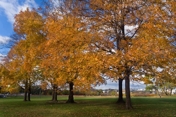 stock image Yellow Orange Autumn Fall Trees Washington DC