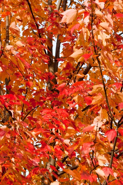 Tam kare demet turuncu Sonbaharda akçaağaç ağaç yaprak — Stok fotoğraf