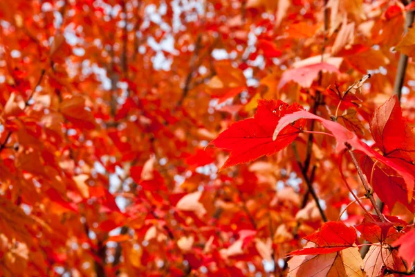Vollrahmenfeld aus orangefarbenen Ahornblättern an Bäumen — Stockfoto