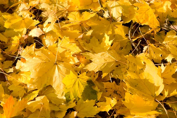 Bunch plein cadre jaune Feuilles d'érable d'automne Ground — Photo
