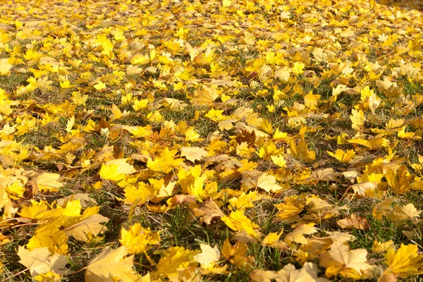 Zemin tam kare demet sarı sonbahar akçaağaç yaprakları — Stok fotoğraf