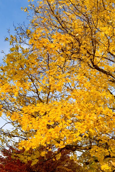Bos geel autumn maple verlaat boom — Stockfoto
