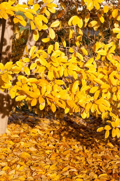 Gele bladeren falling star magnoliaboom in de herfst — Stockfoto