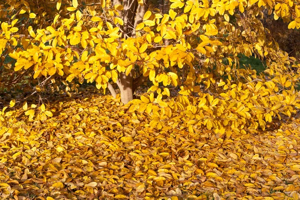 Yellow Leaves Falling Star Magnolia Tree in Autumn — Stock Photo, Image