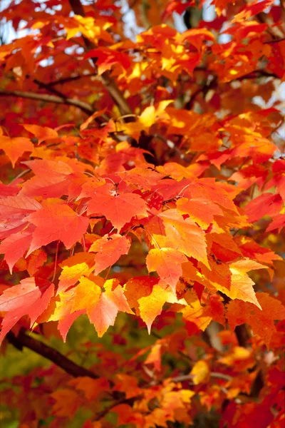 Volledige frame bos oranje herfst esdoorn bladeren boom — Stockfoto