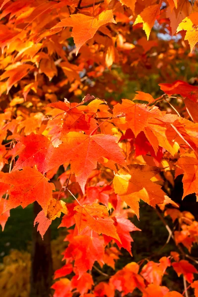 Arbre à feuilles d'érable d'automne orange plein cadre — Photo