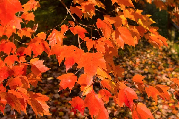 Full Frame Bunch Orange Autumn Maple Leaves Tree — Stock Photo, Image