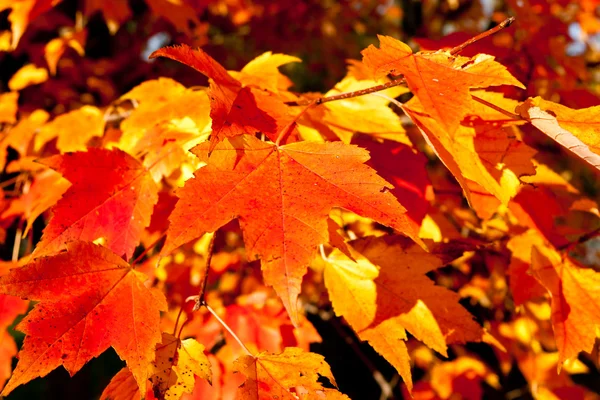 Volledige frame bos oranje herfst esdoorn bladeren boom — Stockfoto