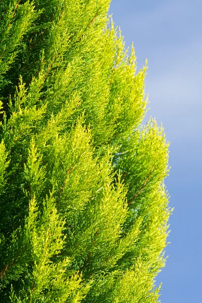 Arborvitae colorido Evergreen arbusto isolado azul — Fotografia de Stock