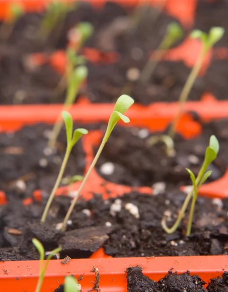 Daisy Seedlings Sprouting Tray Ready Transplanting — Stock Photo, Image
