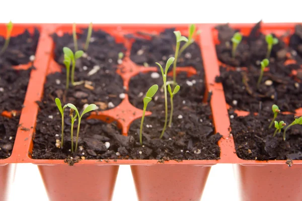 Daisy Seedlings Sprouting in Pots, Isolated White — Stock Photo, Image