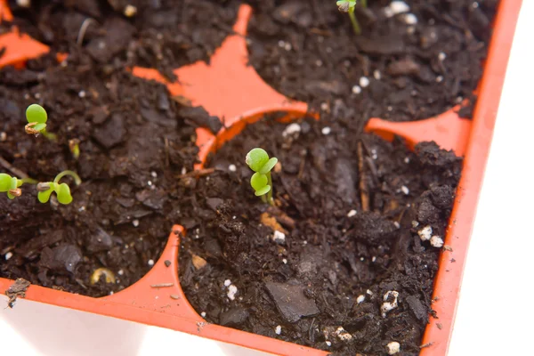 Overhead Daisy Seedlings Sprouting Pots Isolated — Stock Photo, Image