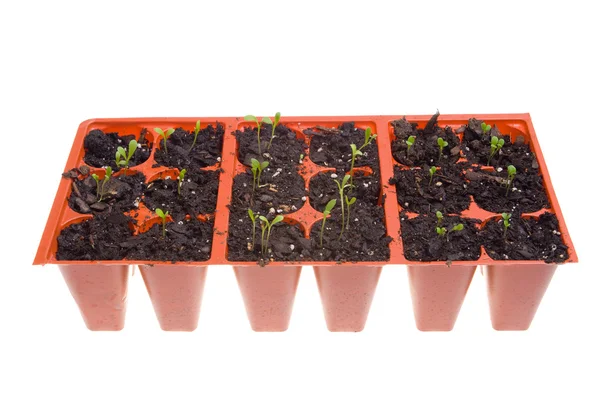 Side View Daisy Seedlings Sprouting Pots Isolated — Stock Photo, Image