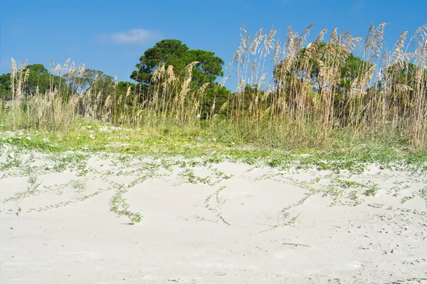 Trawa owsa morze plaża wydmy hilton head south carolina, Stany Zjednoczone Ameryki — Zdjęcie stockowe