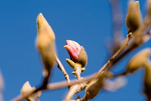 stock image Magnolia Flowers Budding Early Spring Isolated