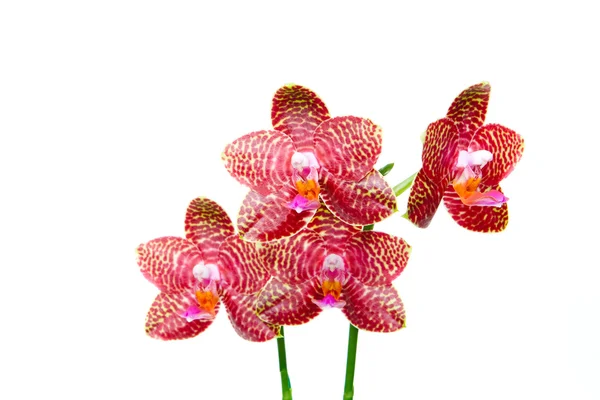 Phalaenopsis Orchid "Kesempurnaan adalah" Terisolasi Putih — Stok Foto
