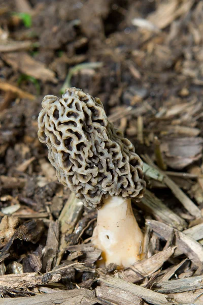 stock image Morel Mushroom Growing in Bark Mulch