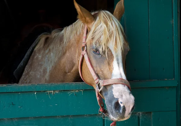 Bruin paard met witte streep, in stabiele kraam — Stockfoto