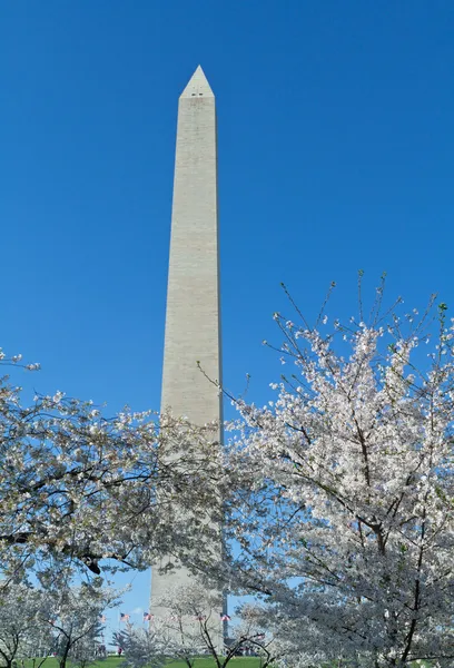 Flores de cerezo que rodean el Monumento a Washington DC — Foto de Stock